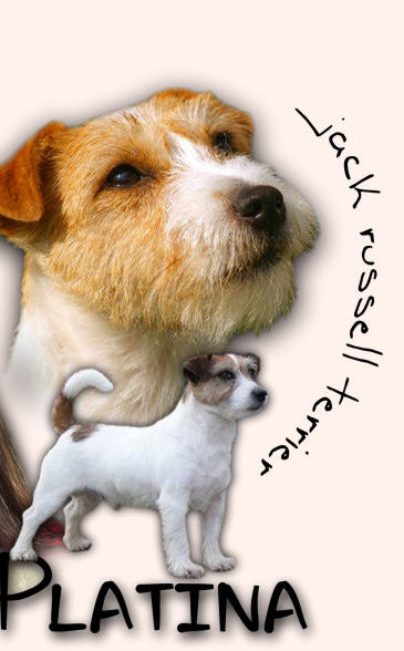 Jack Russell Terriers >>>
